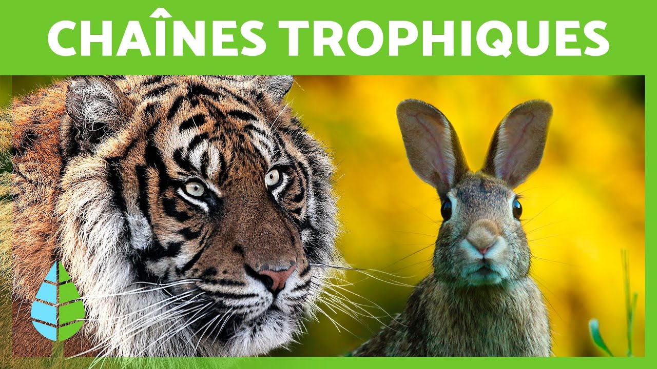 Qu’est-ce qu’une CHAÎNE ALIMENTAIRE ? 🐇🦌 (EXEMPLES et Différence entre chaîne et réseau trophique)