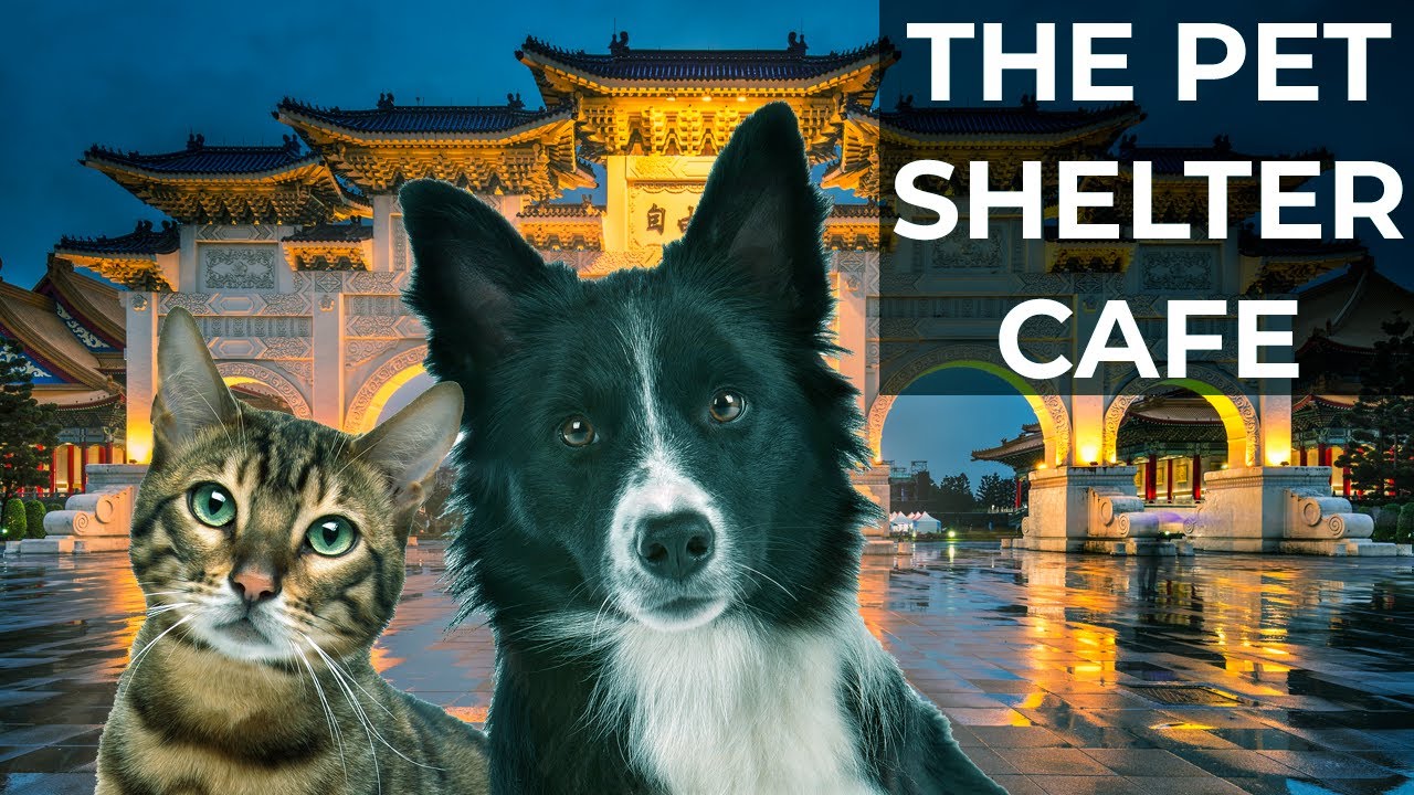 The Pet Shelter Cafe in Taipei