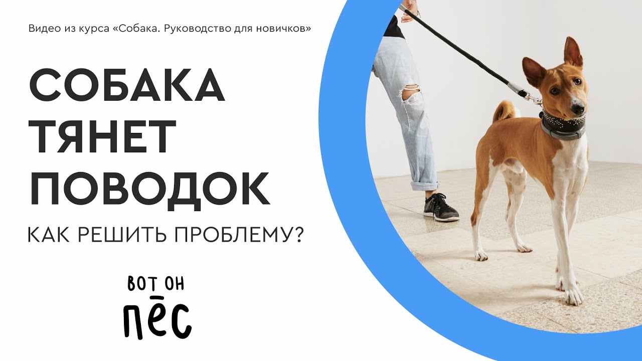 Собака тянет поводок! Учим собаку гулять спокойно