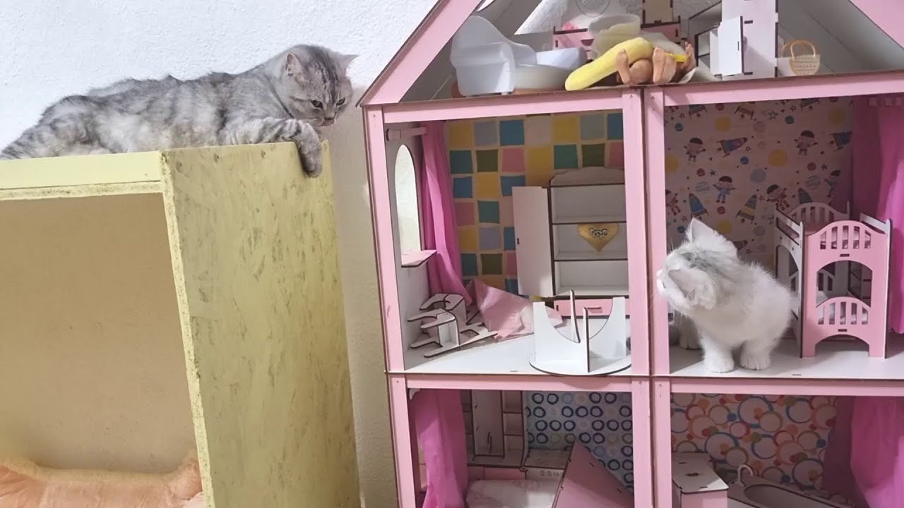 Котята играют в замке а Папа кот наблюдает