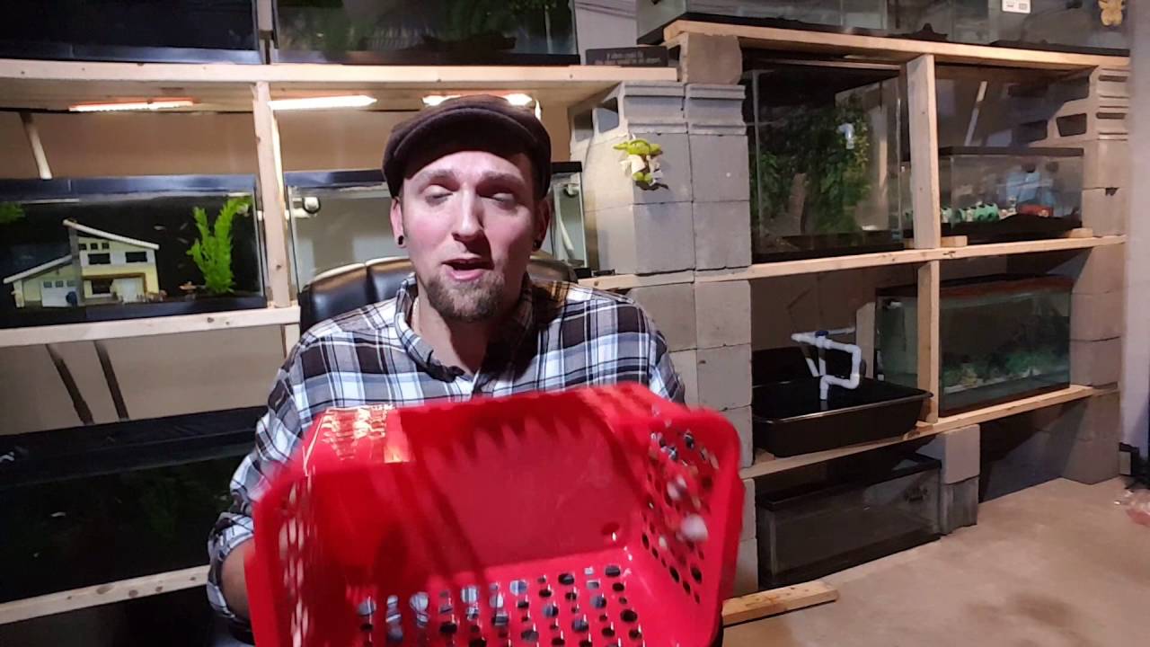 How To Make Your Own Rabbit or Guinea Pig Hay Holder For $1