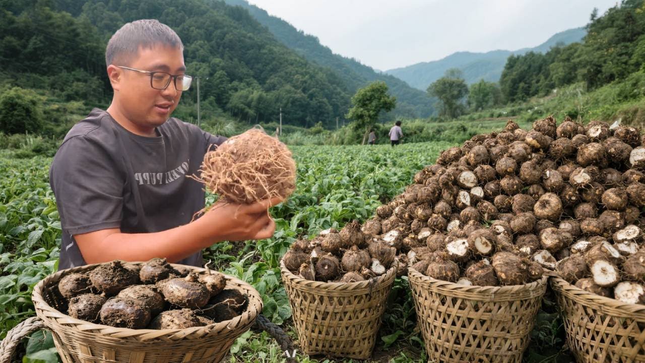 湖南大山特色美食，冬宝挖两个魔芋做豆腐，和腊肉炖一锅，太香了 ！#农村生活#美食