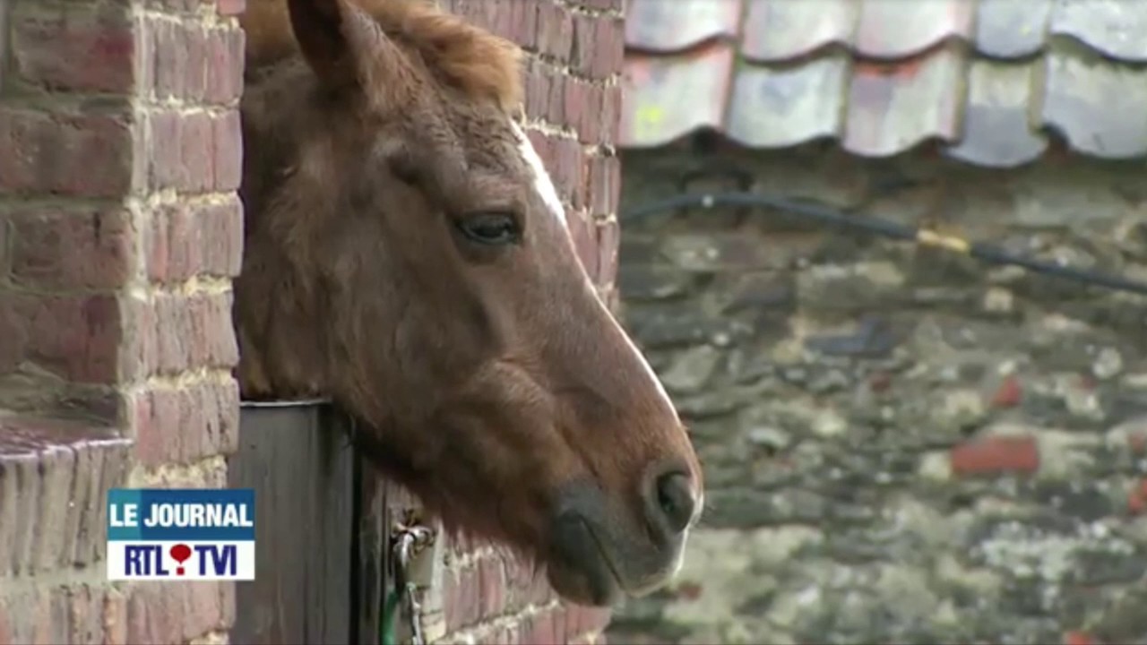 Journal RTL-TVI - L'abandon de chevaux (5/11/2012)