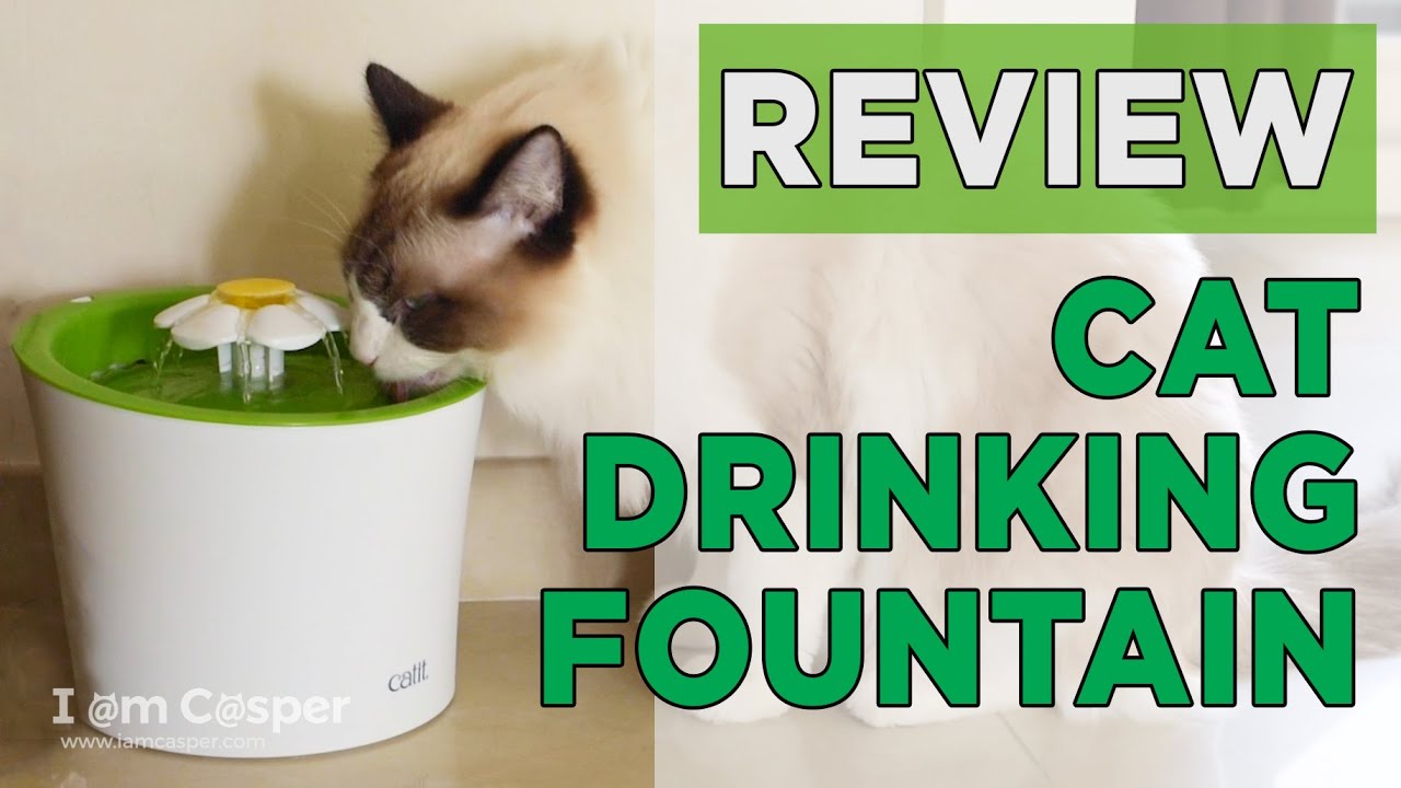 Cat Drinking Fountain - Cat Review of Catit Flower Fountain