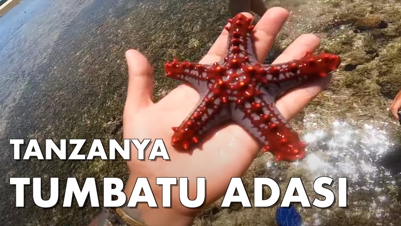 TANZANYA TUMBATU ADASI! Deniz Canlıları, Gelgit, Sualtı