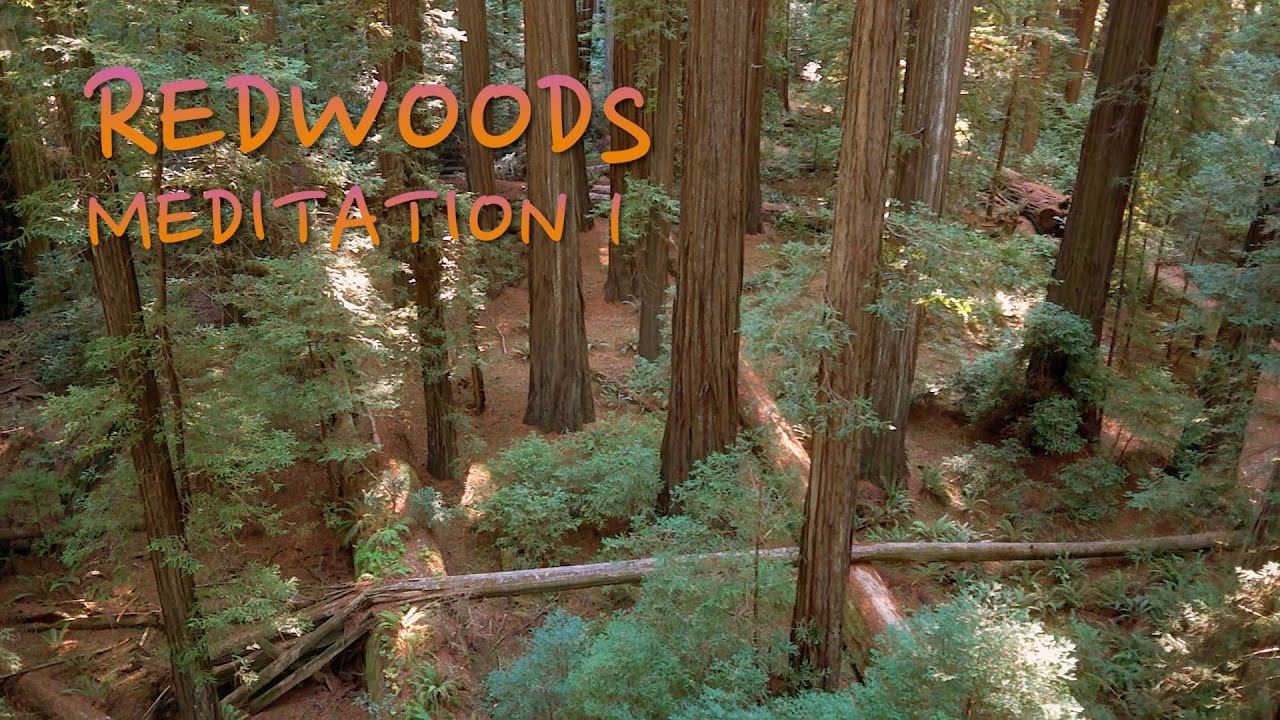 Giant Redwoods Meditation 1 - Aerial Views