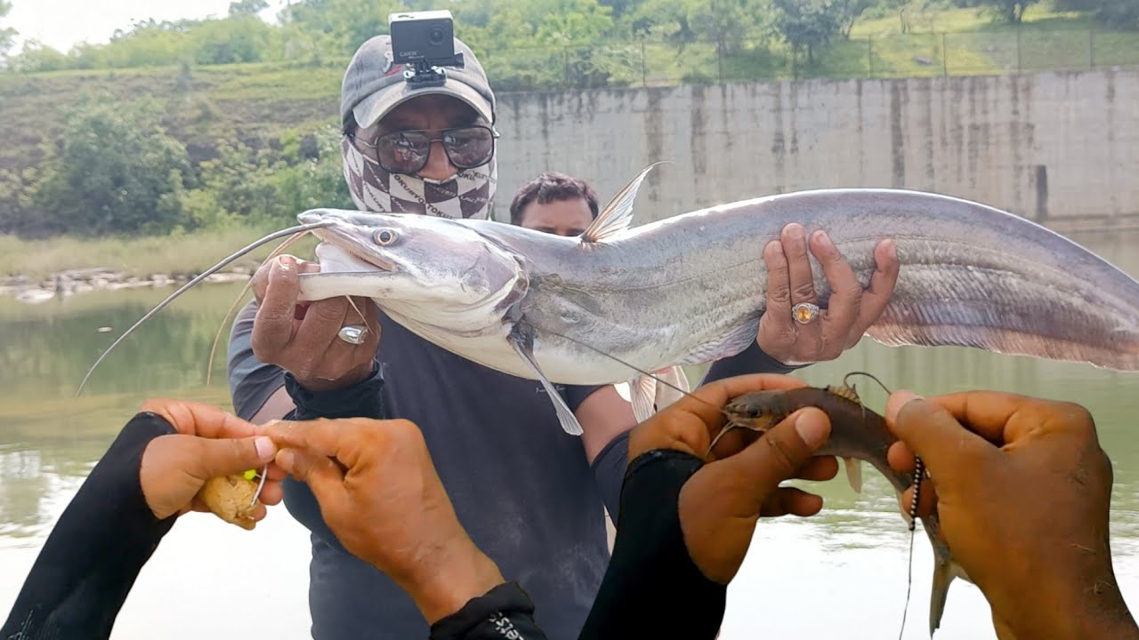 Big Size Wallago Attu Pathan Fish Catch For Pop-up Feeder hookup