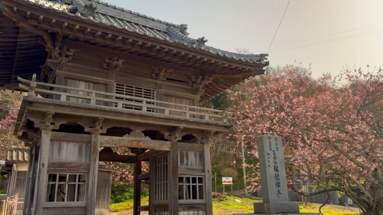 2026/02/23　五分咲き　瑞龍寺山門の椿寒桜　〜愛媛県大洲市〜