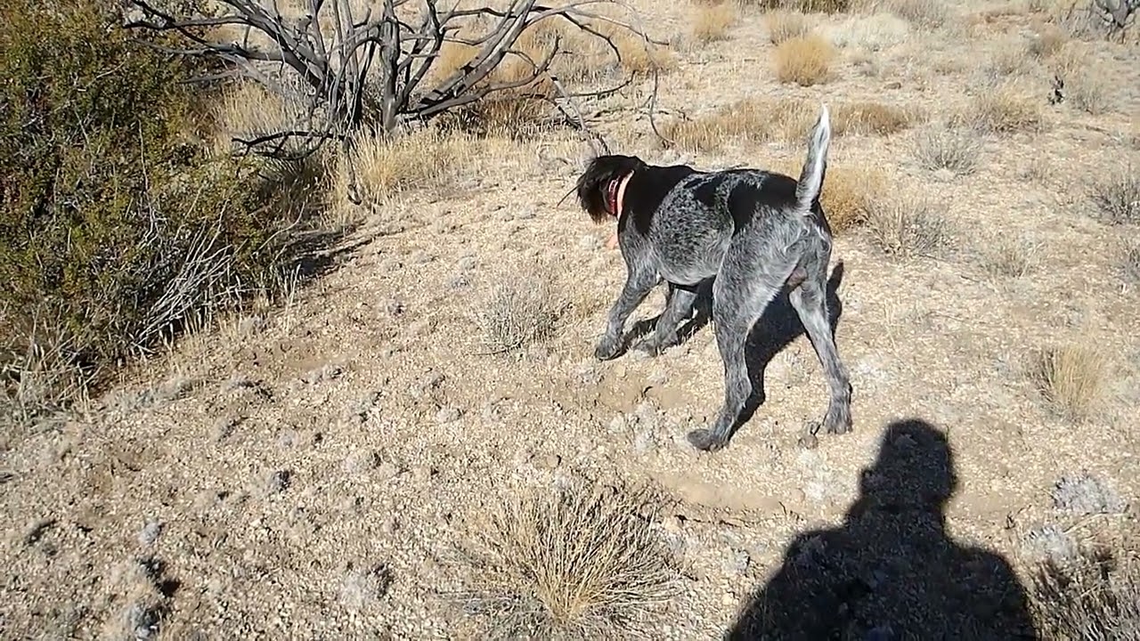 Gustl, Deutsch Drahthaar puppy points quail in the high desert