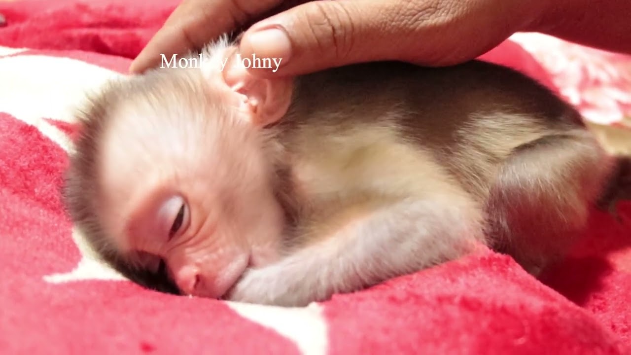 Tiny Newborn Monkey Sleeping Very Good When Mom Massage Soothing