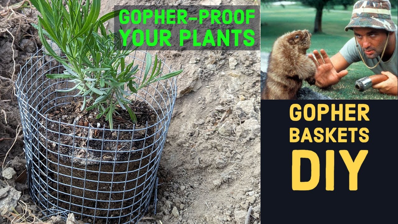 Making DIY Gopher Baskets and Planting Lavender (Harbor Freight Zip Ties + Hardware Cloth = Magic)