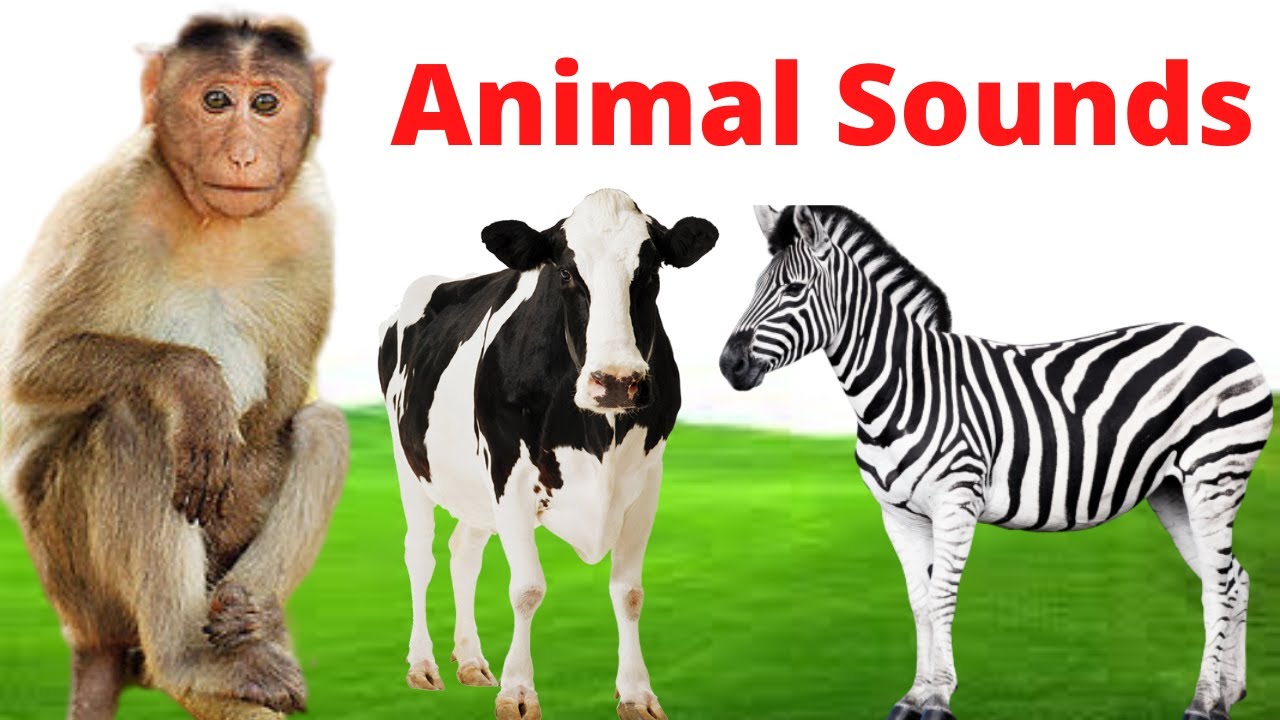 Animal Sounds for Children (20 Amazing Animals)