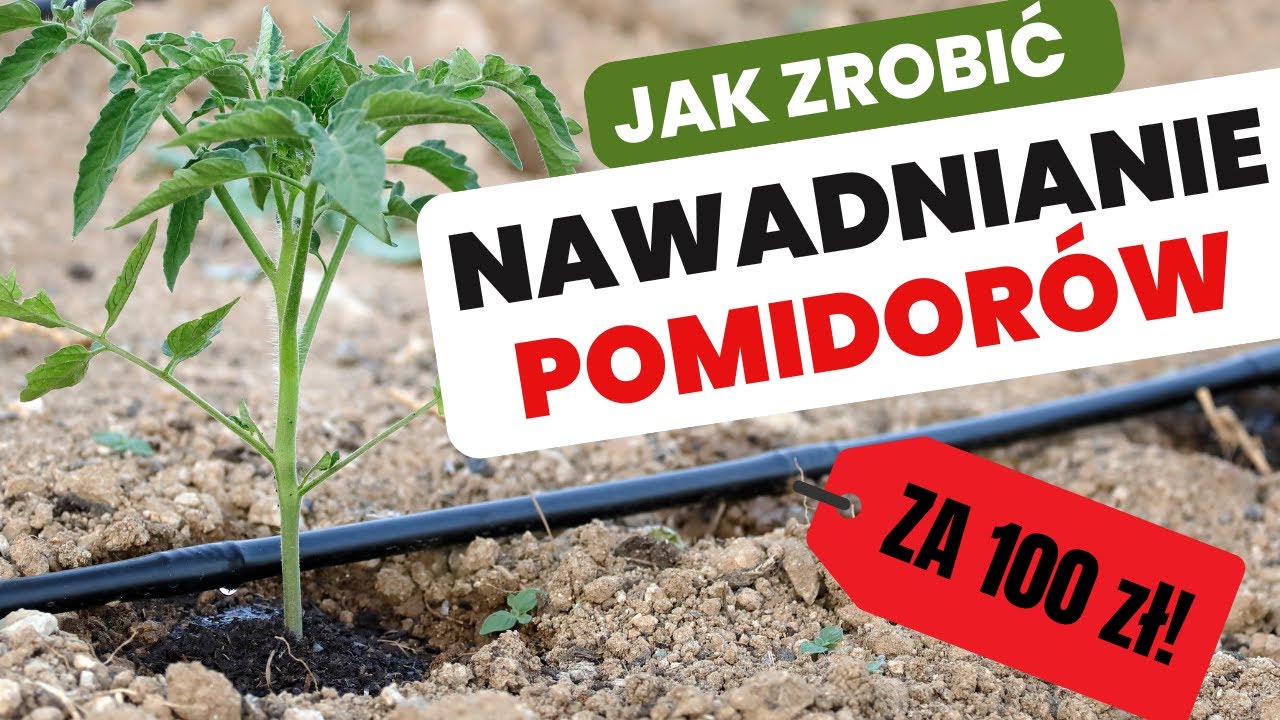 💧 Proste NAWADNIANIE KROPELKOWE 💧🍅 (jak zrobić za100 zł❓)