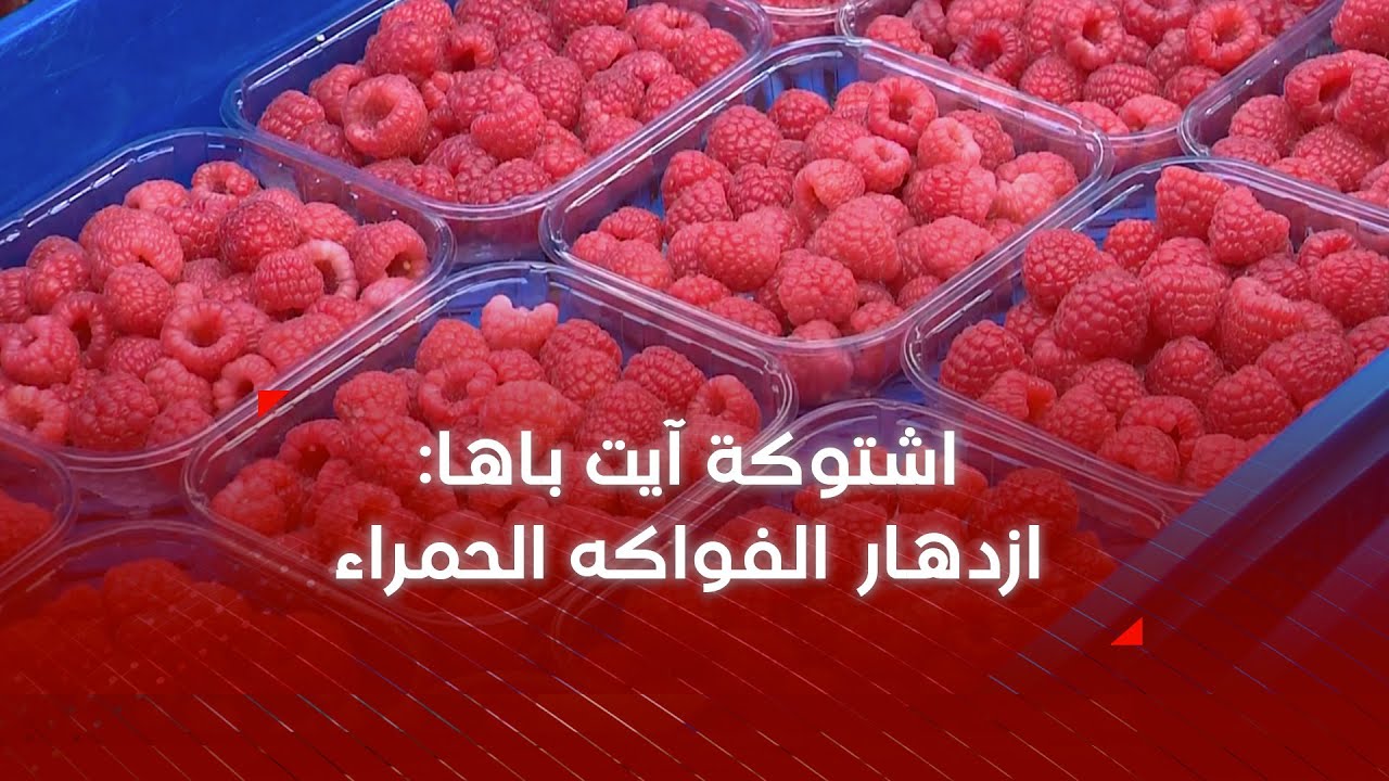 الفواكه الحمراء .. موسم جني واعد في اشتوكة
