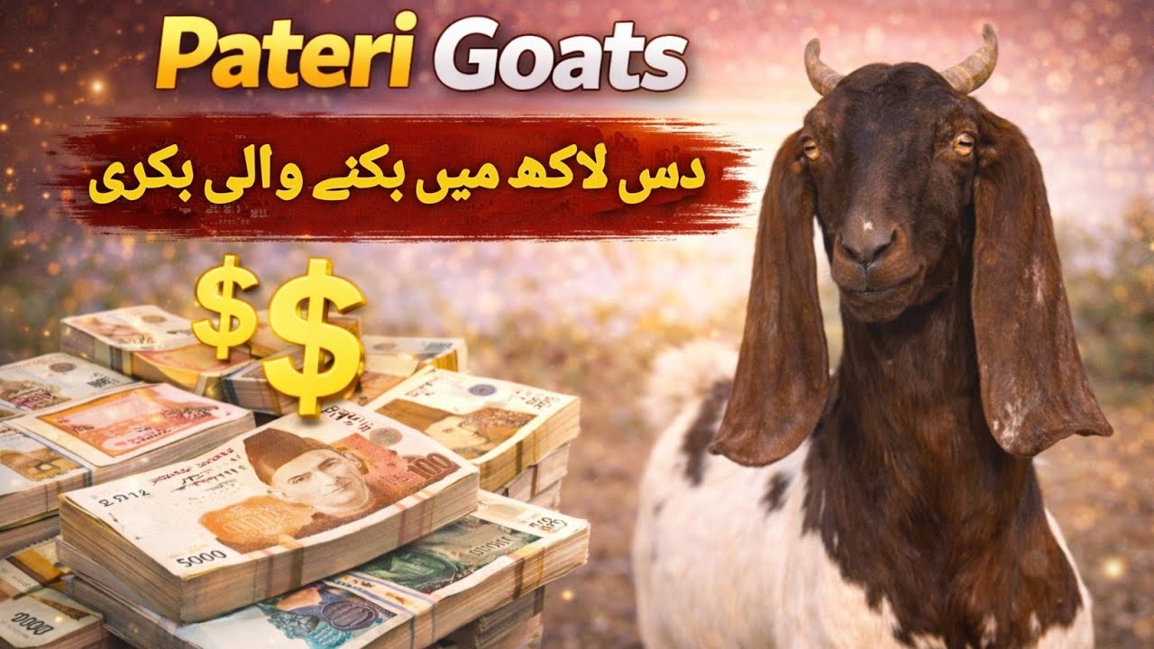 Pateri One of The Most Expensive Goats in Pakistan | Pateri Das Lakh Main Biknay Wali Bakri 