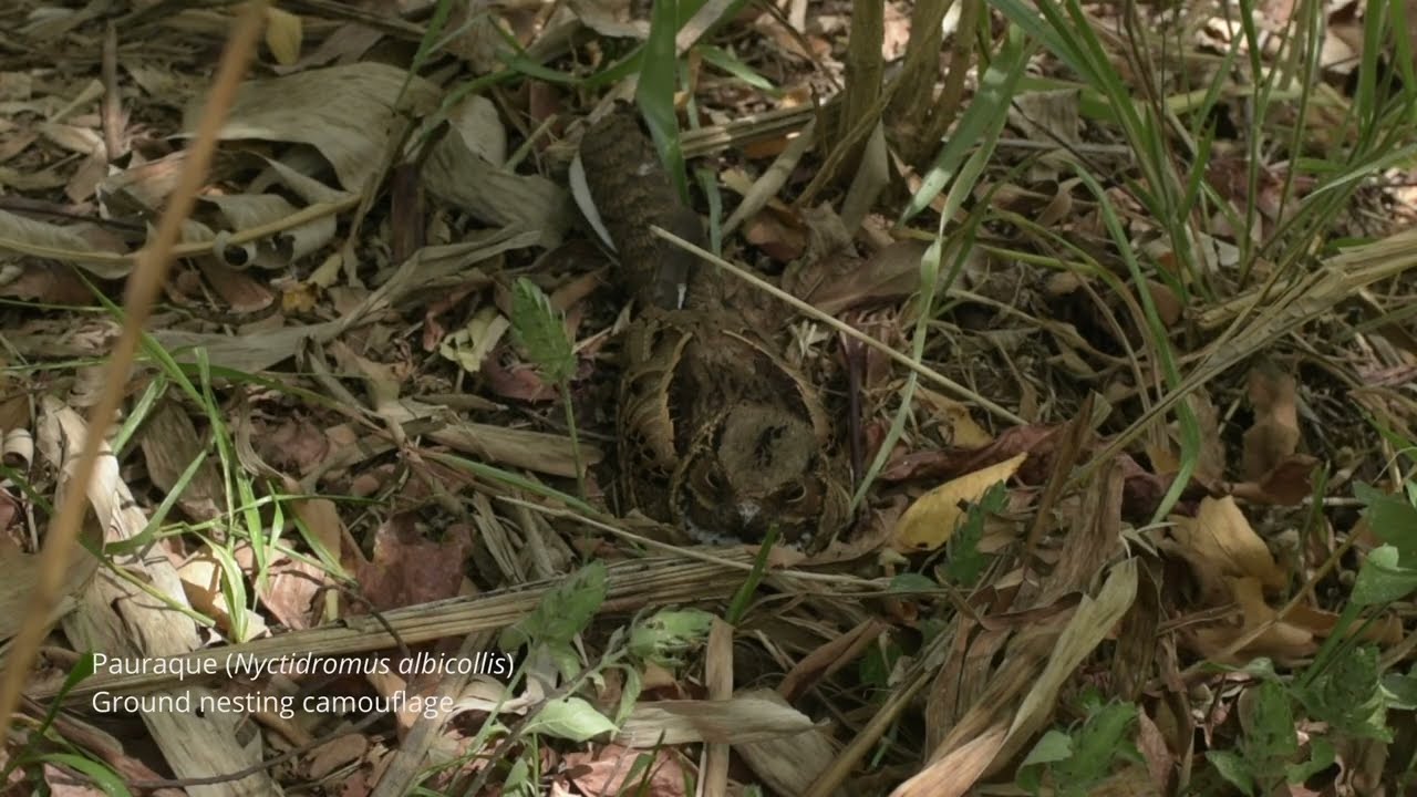 Ground Camouflage of a Pauraque (Cuyeo) | Nyctidromus albicollis