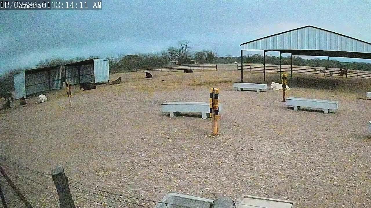Mule Live Cam 3/1/26