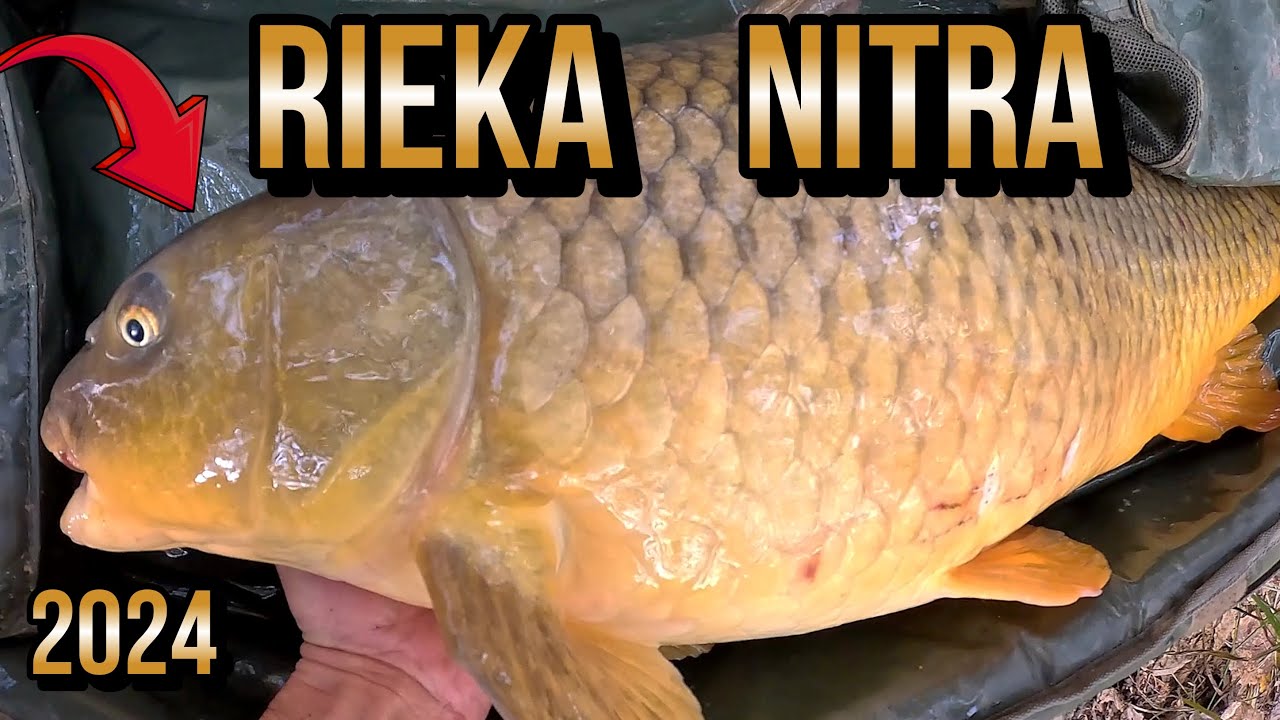 Výprava - Lov Kapra na Rieke ⛺🎣 Rieka Nitra 😇 lov rýb kaprů kaprov na malej řece na boilies 🐀