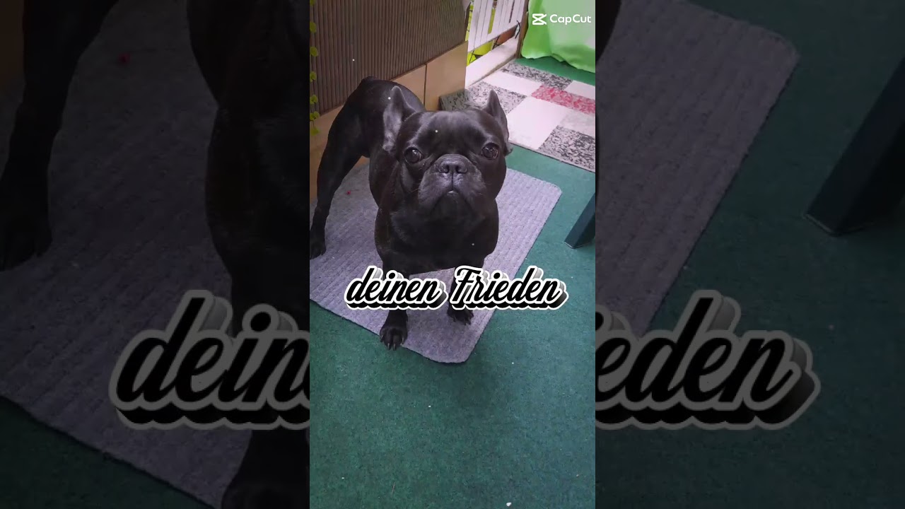 Französische Bulldogge "Ritschie"