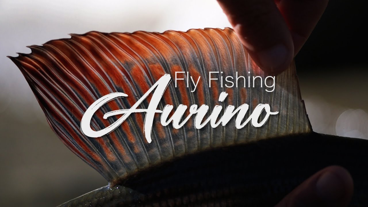 Lavezzinifly - Fly Fishing Aurino [pesca a mosca temoli e trote]