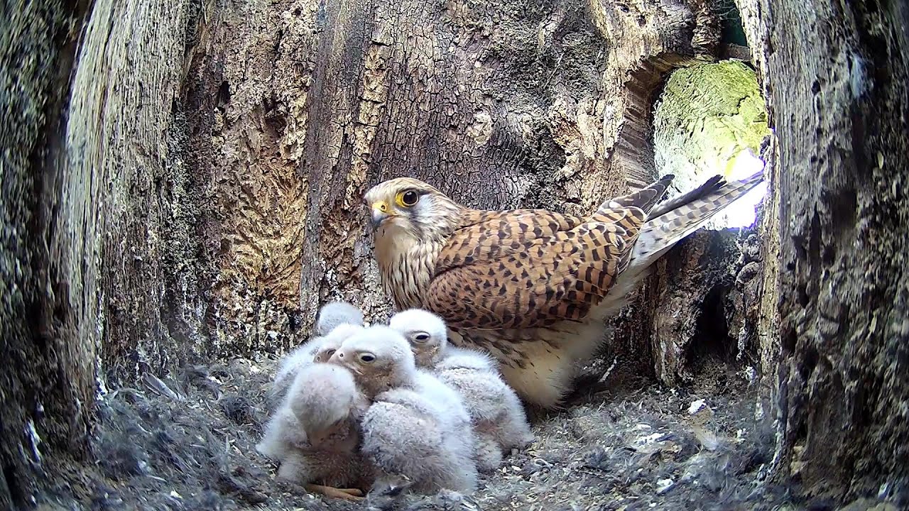 Kestrel Family Thrive Against the Odds | Apollo and Athena | Robert E Fuller