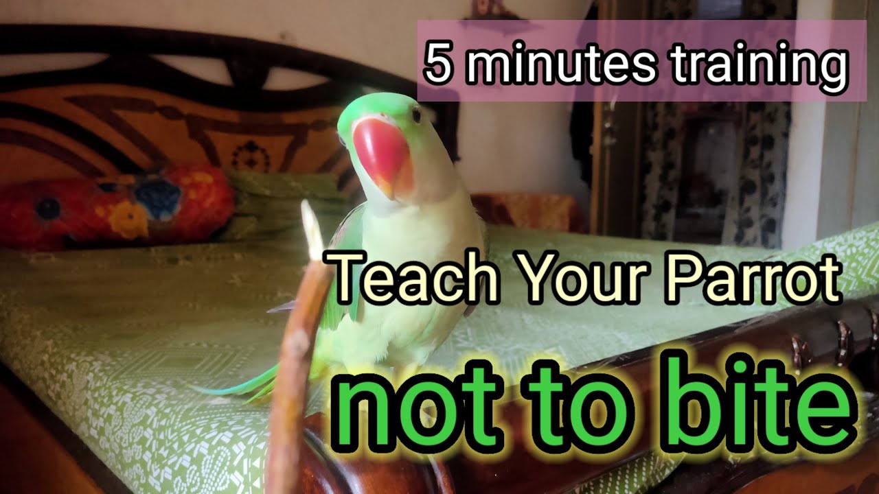तोते की काटने की आदत छुड़वाए 5 मिनट में। #stop bitting #parrotlovers #alexandrineparrot #parrot