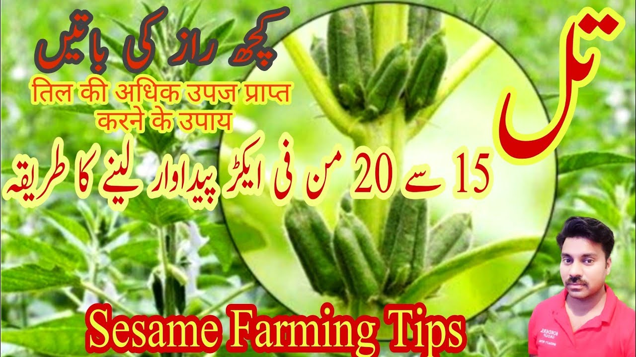 Tips to get high yield of Sesame crop | Sesame Crop Spray Schedule |Sesame Farming technology (Till)
