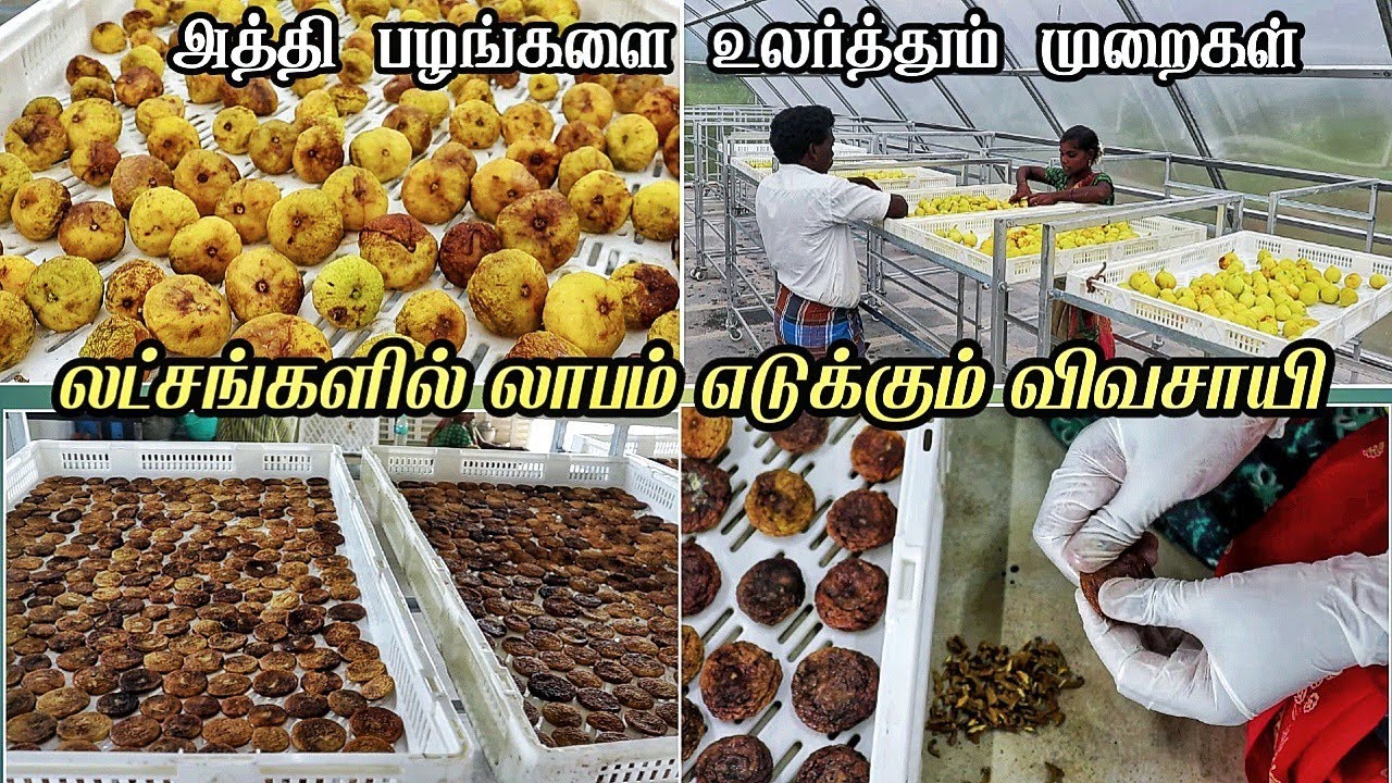 அத்தி பழங்களை உலர்த்தும் முறைகள் | how to fig drying process in tamil #dryfruits #dryfigs