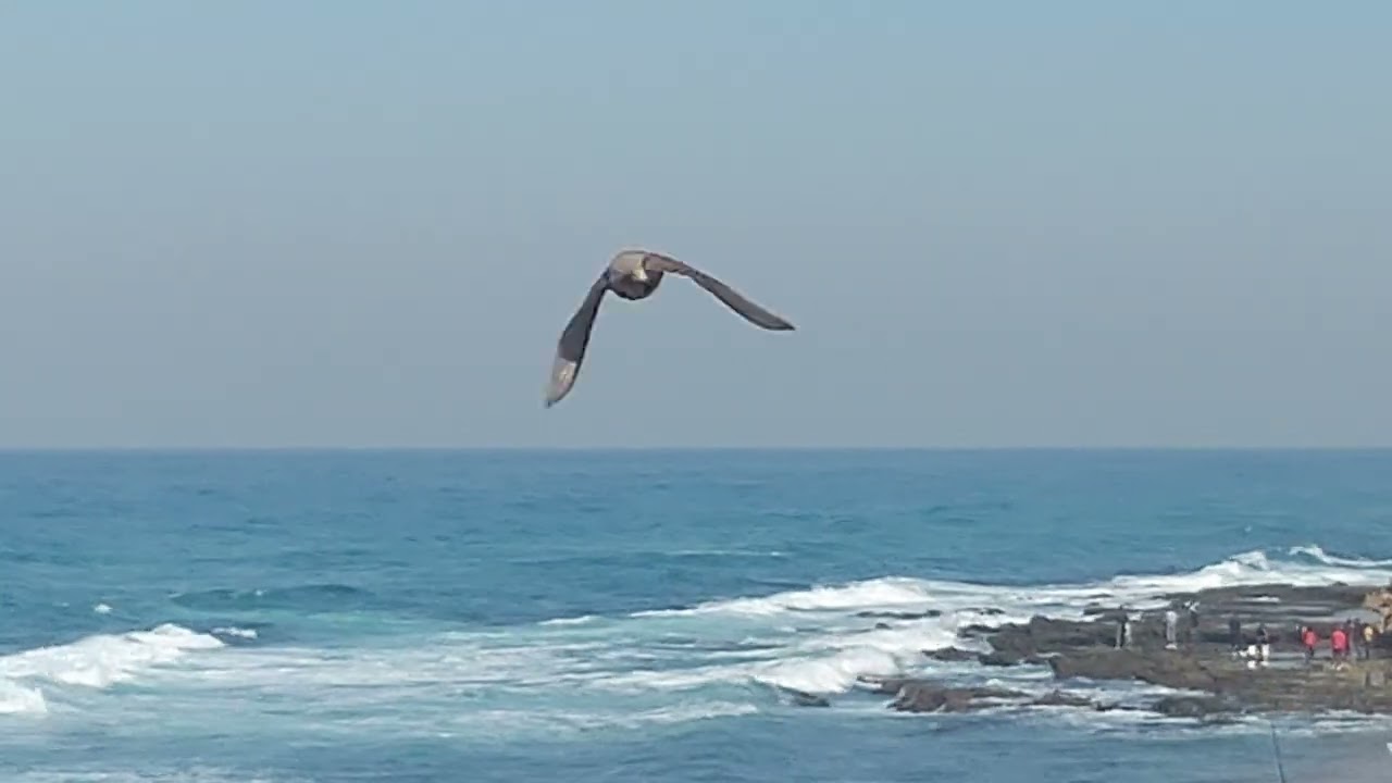 Fish are wild at Tiger Rocks.... Isipingo Beach