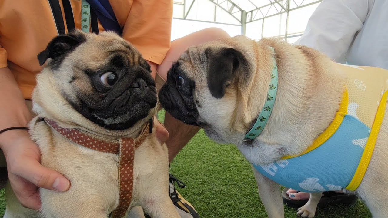 【車中泊の旅】パスタ君の犬見知りが再発してこんな顔になっちゃいました