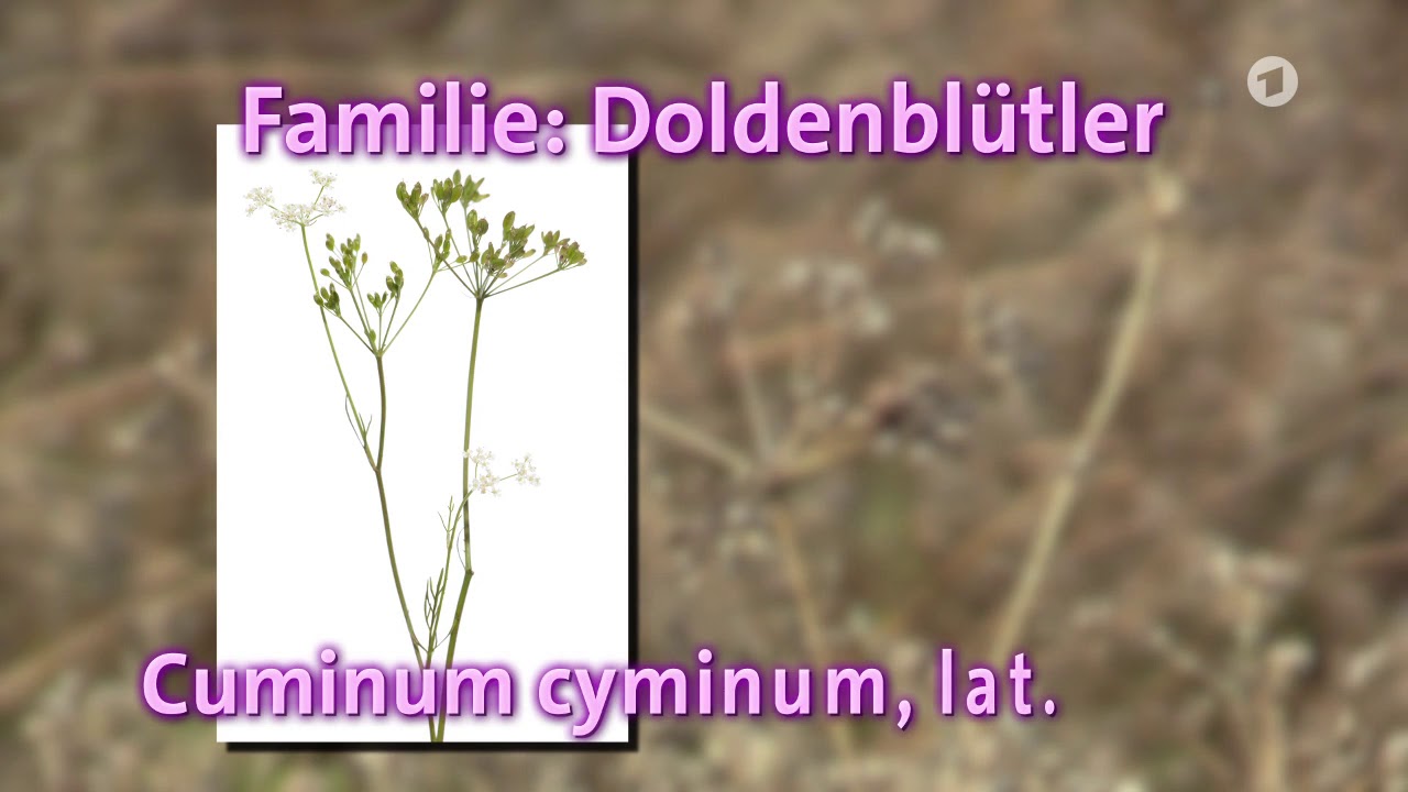 K&uuml;mmel und Kreuzk&uuml;mmel ...?