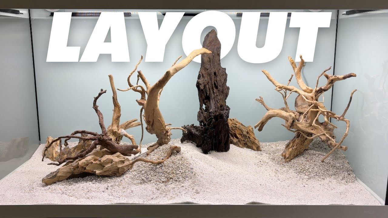 Come nasce il layout di un acquario naturale