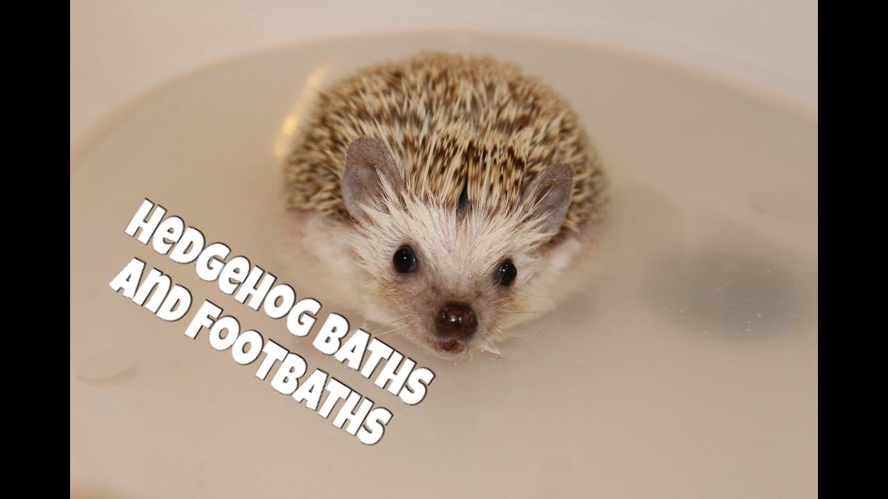 Hedgehog Care: Baths and Footbaths (2014)