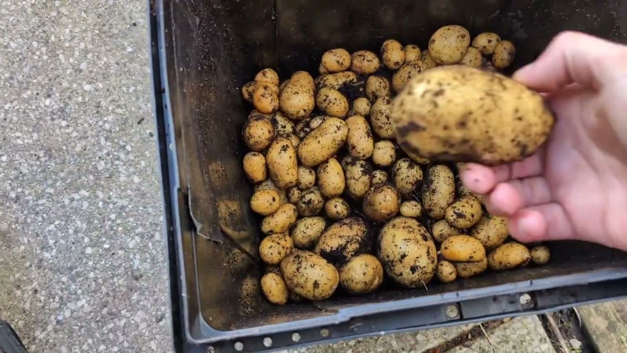 это было давно, #участок #растения #мотивация #преобразование