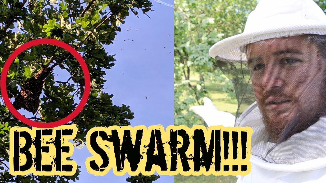 Capturing A Bee Swarm In The Top Of A Tree!!!