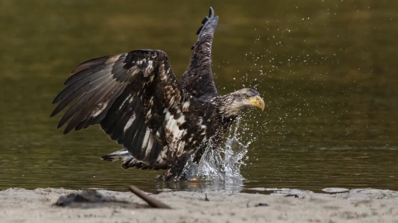 Bird Photography in British Columbia 2017