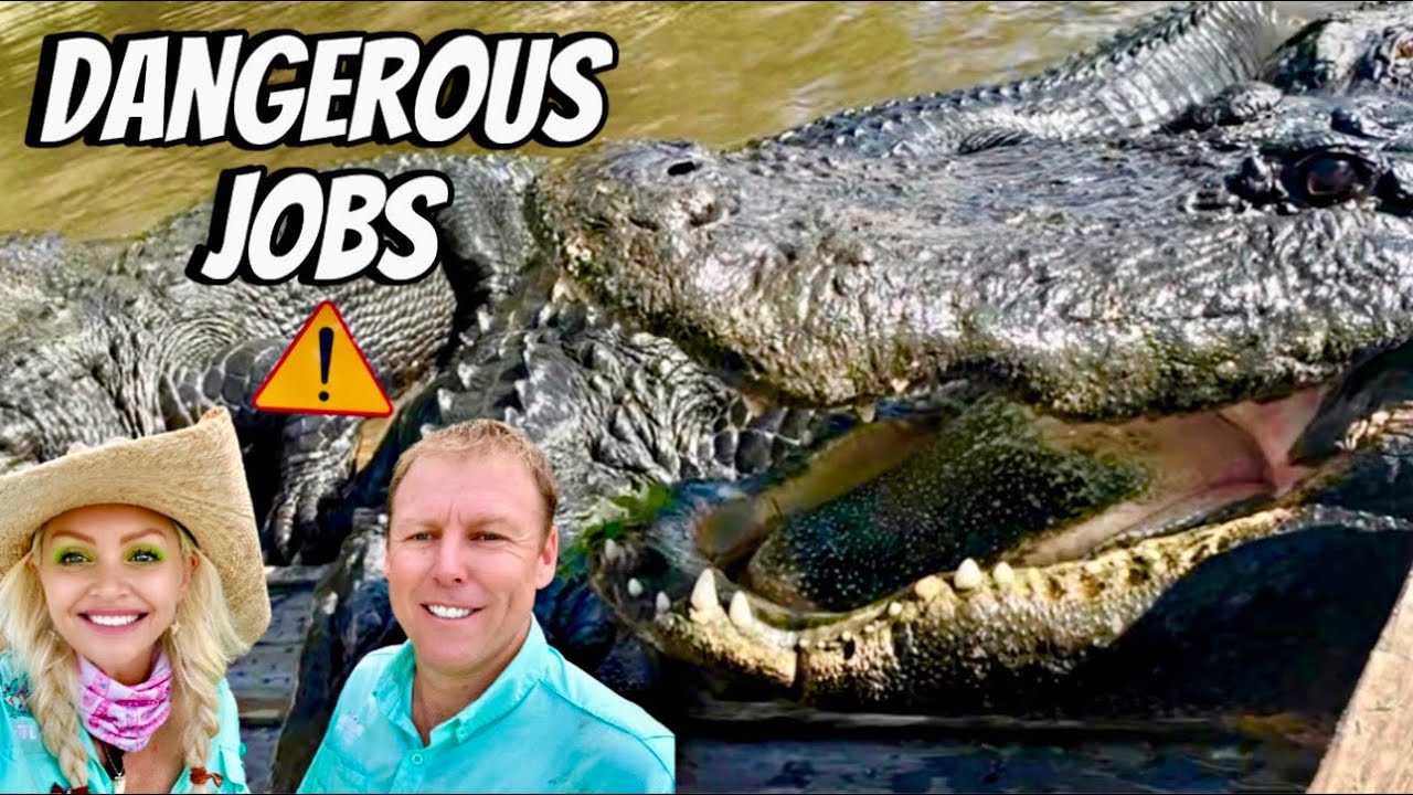 Dangerous Jobs with Alligators & Crocodiles!