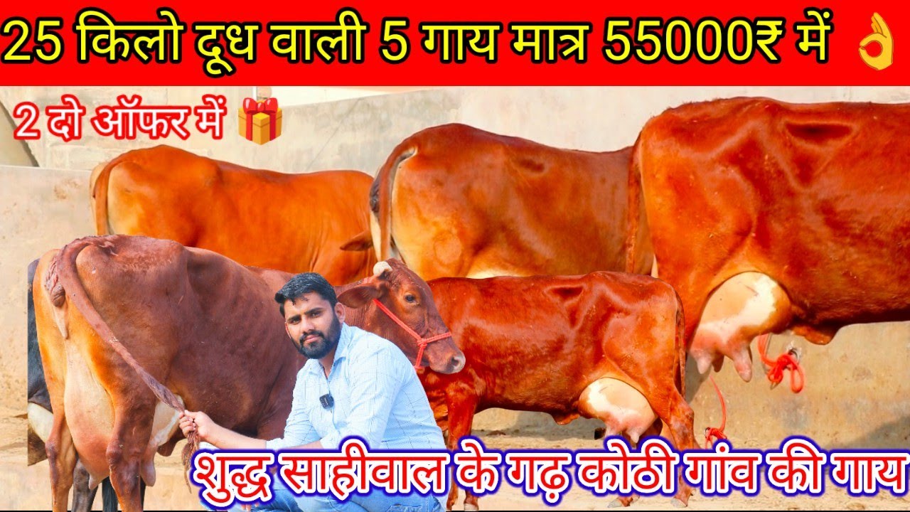 ✨शुद्ध साहीवाल के गढ़ मे आयो और👑शुद्ध साहीवाल ले जाओ 😀 25 किलो दूध वाली 💫 5 गाय खरीदो मात्र 55000₹ म