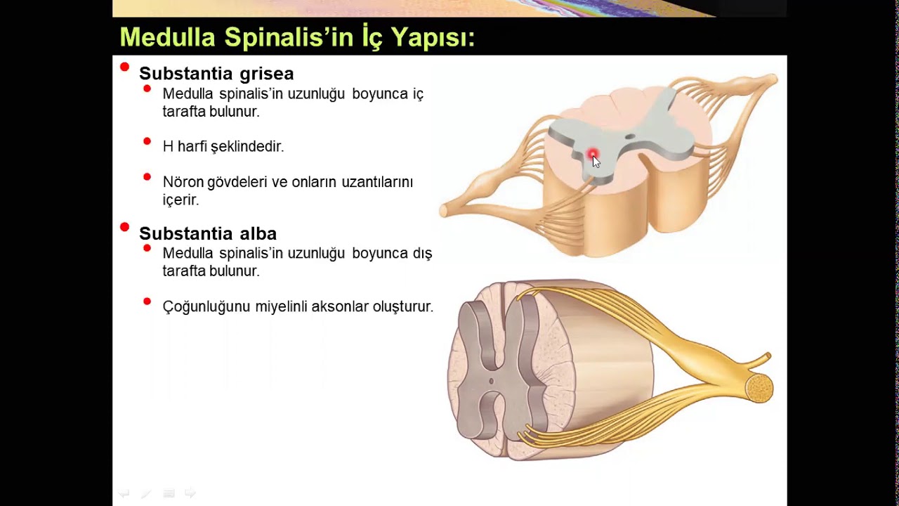 Spinal Sinirlerin Oluşumu Yüksel AYDAR