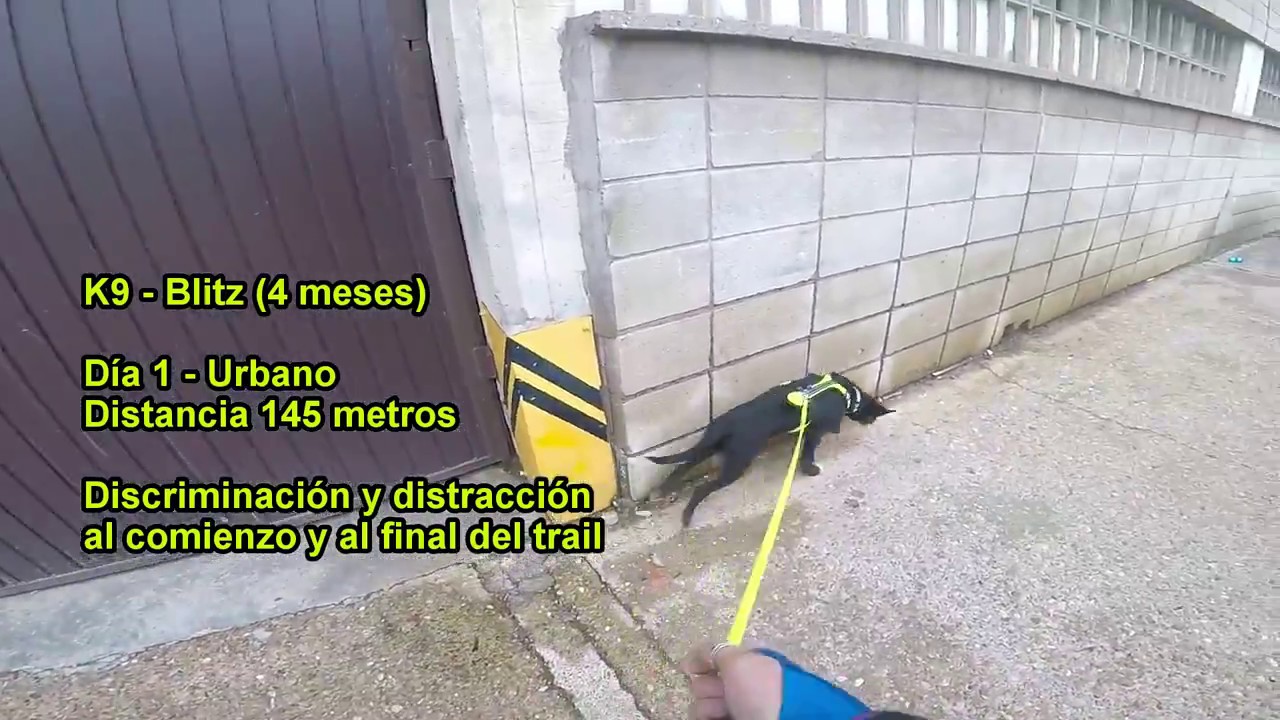Primer día urbano - BLITZ (4 meses) MANTRAILING