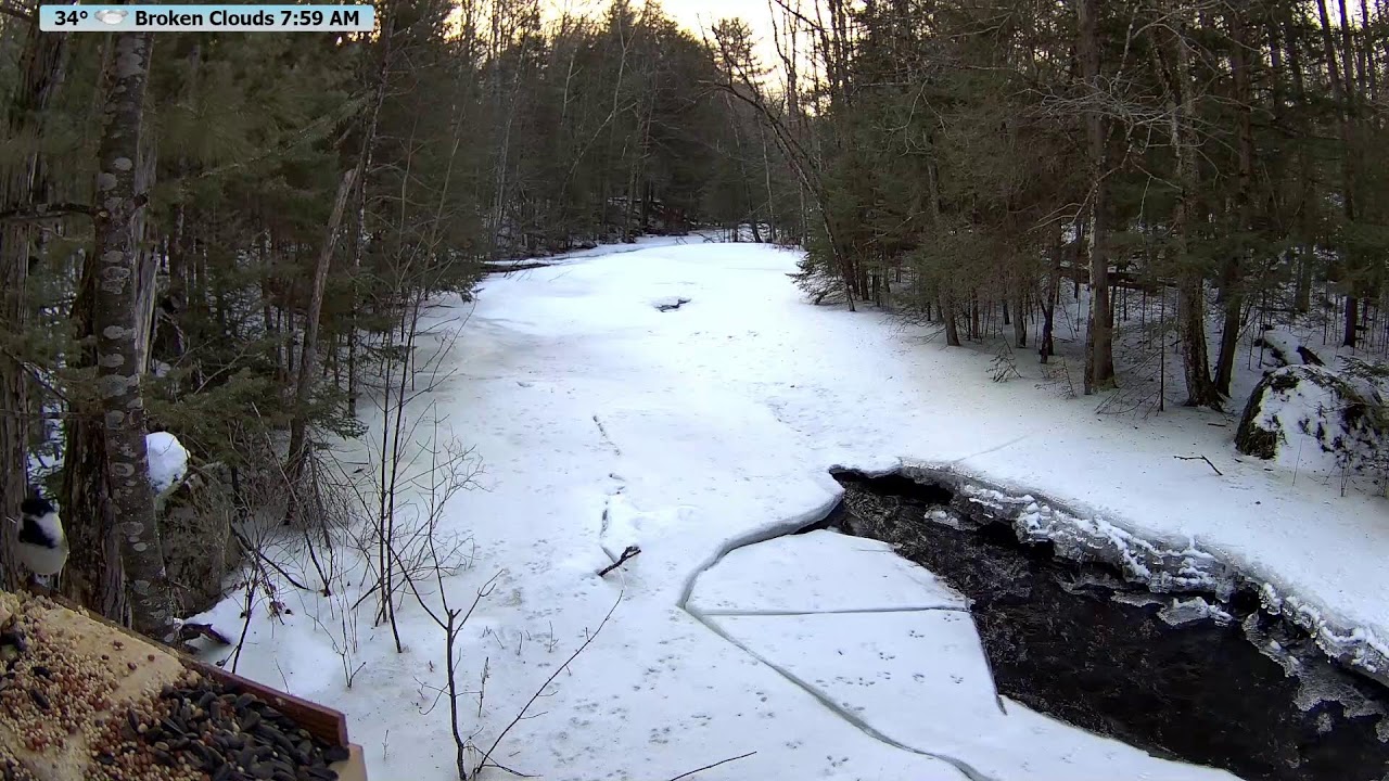 🐦 Live McCaslin Brook Wildlife Frenzy | Nicolet National Forest 24/7