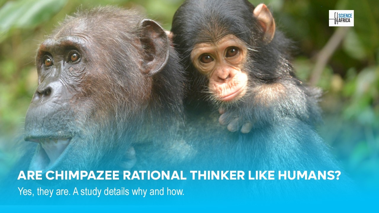 ARE CHIMPAZEE RATIONAL THINKER LIKE HUMANS?Yes, they are. A study details why and how.