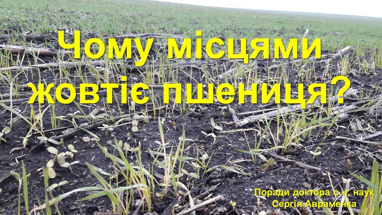 Почему местами желтеет пшеница?