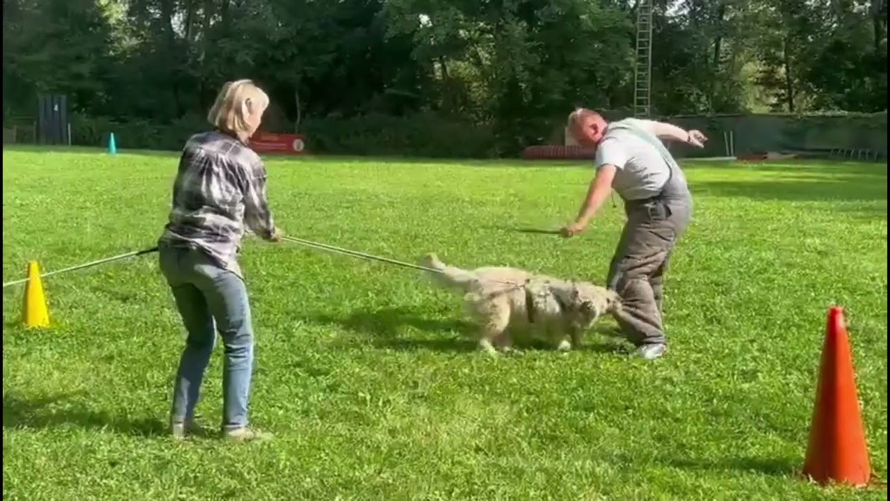 Hasenhirsch Momo (3 Jahre) Training französischer Ring