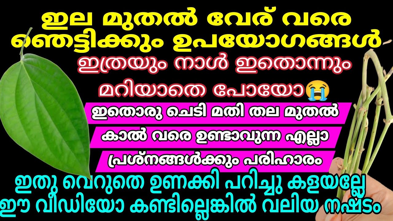 ഇല മുതൽ വേര് വരെ കുരുമുളകിന്റെ ഉപയോഗങ്ങൾ അറിഞ്ഞാൽ ഞെട്ടും | വെറുതെ ഉണക്കി പറിച്ചു കളയല്ലേ #useful