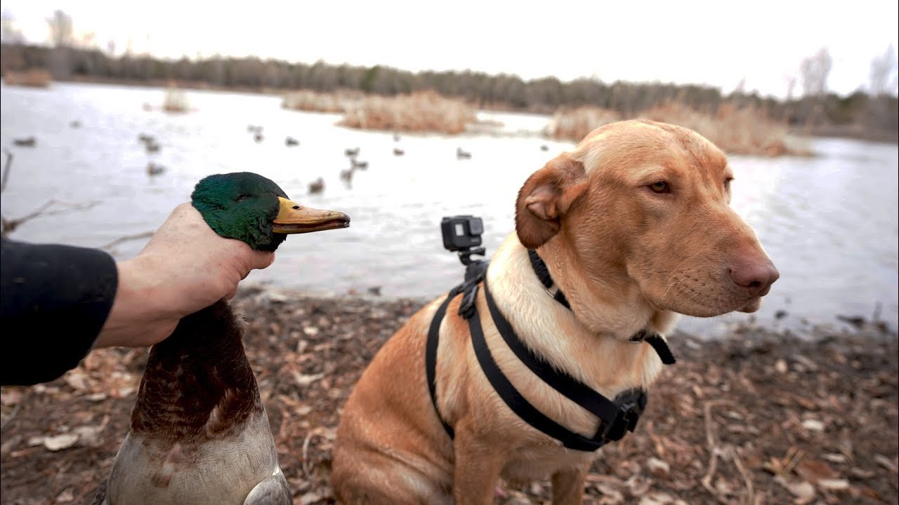 I Put A GoPro On My Dog Duck Hunting Farm Pond Mallards!!