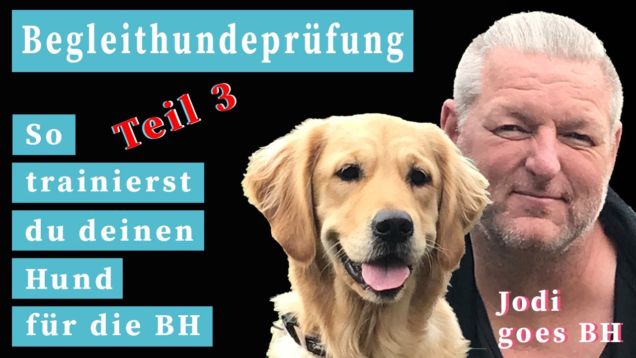 Begleithundeprüfung - So trainierst du deinen Hund für die BH (Teil 3)