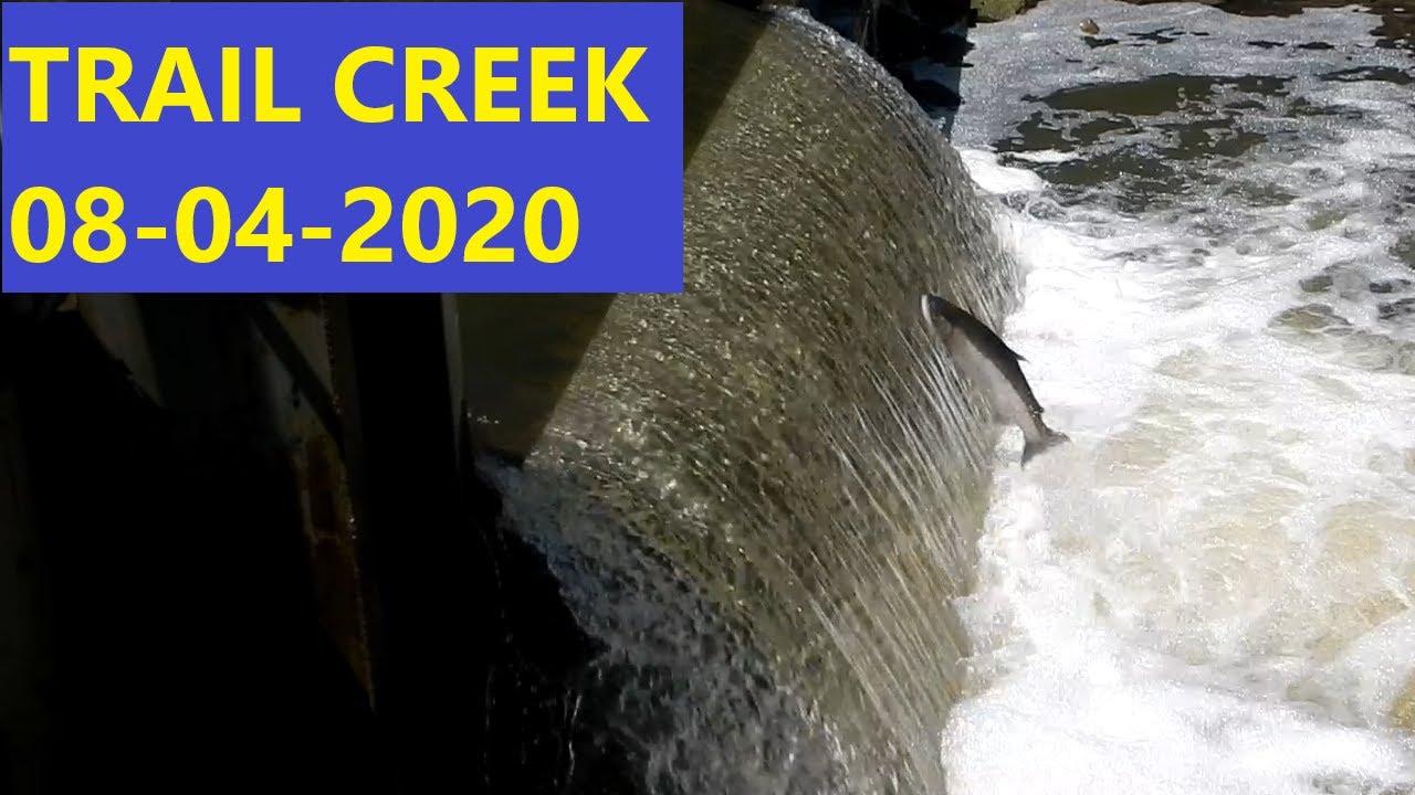 Indiana Summer Steelhead run, Trail Creek 8-4-2020