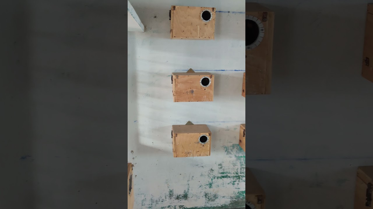 Room ready for African love birds colony breeding#colony #shorts