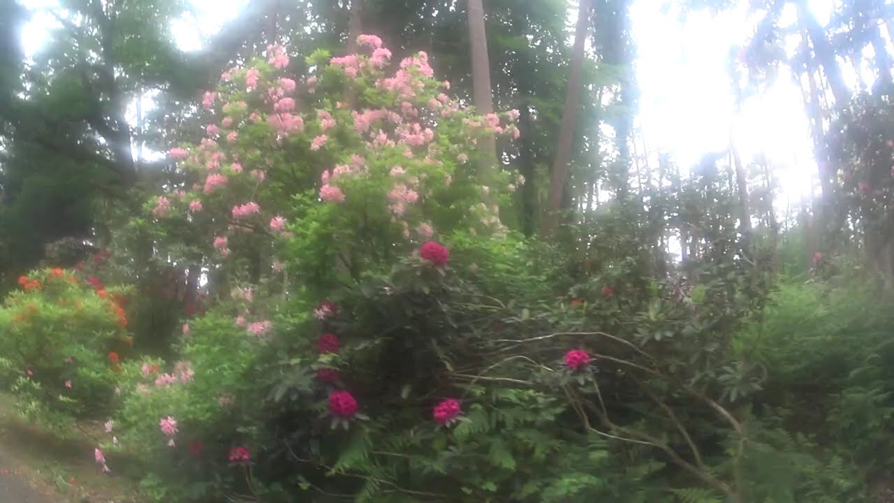 Hobbie Rhododendronpark. Прогулка по парку